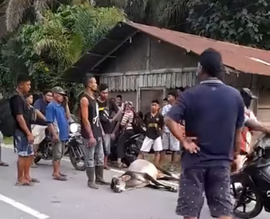 Terbang Dari Lanud Juanda Pesawat Latih Tni Al Jatuh Di Selat Madura Bicaraindonesia Net