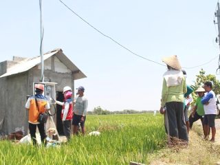 PLN Dukung Tranformasi Pertanian Modern, Electrifying Agriculture Raih 53.539 Pelanggan Baru di Tahun 2024